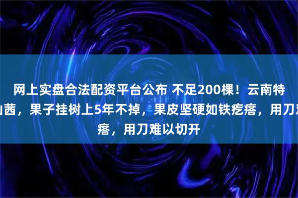 网上实盘合法配资平台公布 不足200棵！云南特有的保山茜，果子挂树上5年不掉，果皮坚硬如铁疙瘩，用刀难以切开